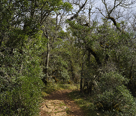 Par les chemins