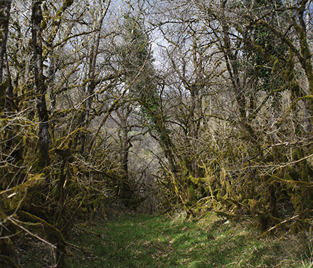 Par les chemins