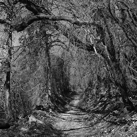 Par les chemins