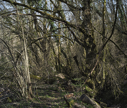 Par les chemins