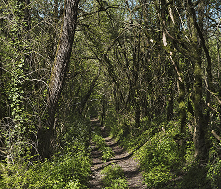 Par les chemins