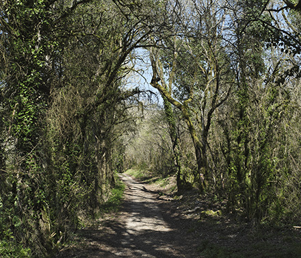 Par les chemins