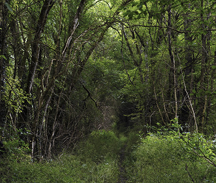 Par les chemins