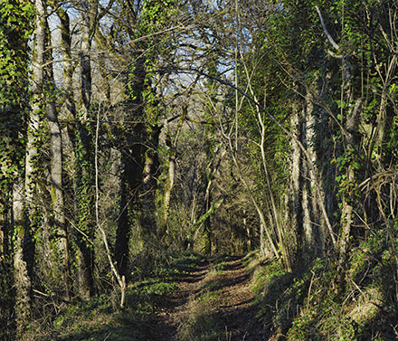 Par les chemins