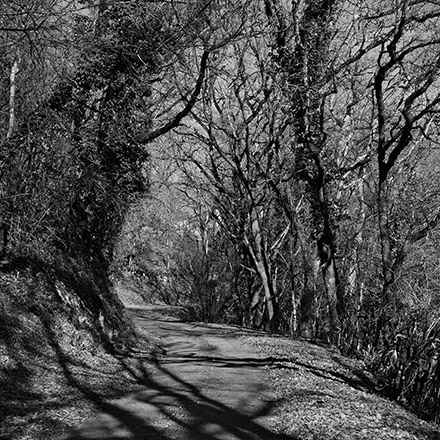 Arbres des routes