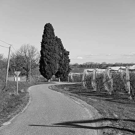 Arbres des routes