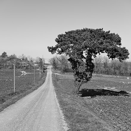 Arbres des routes
