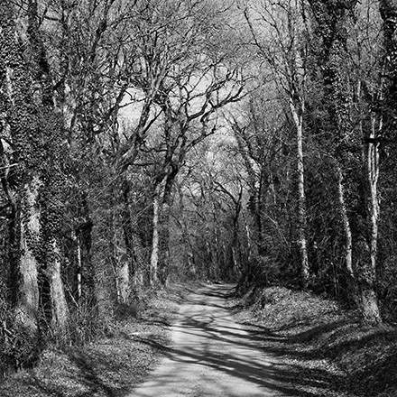 Arbres des routes