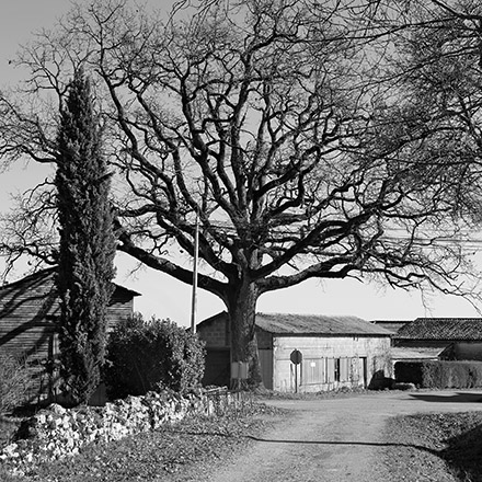 Arbres des routes