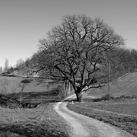 Arbres des routes