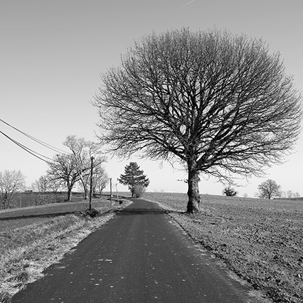 Arbres des routes
