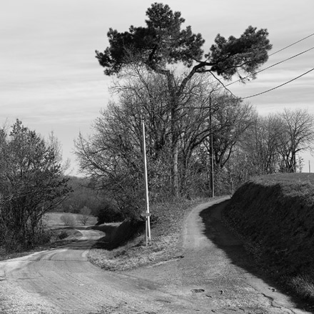Arbres des routes