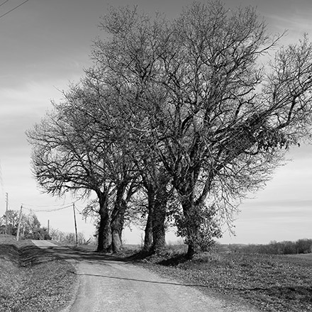 Arbres des routes