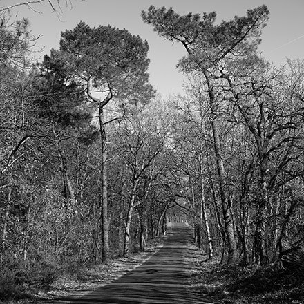 Arbres des routes