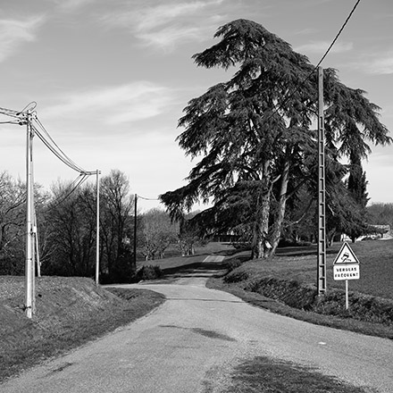 Arbres des routes